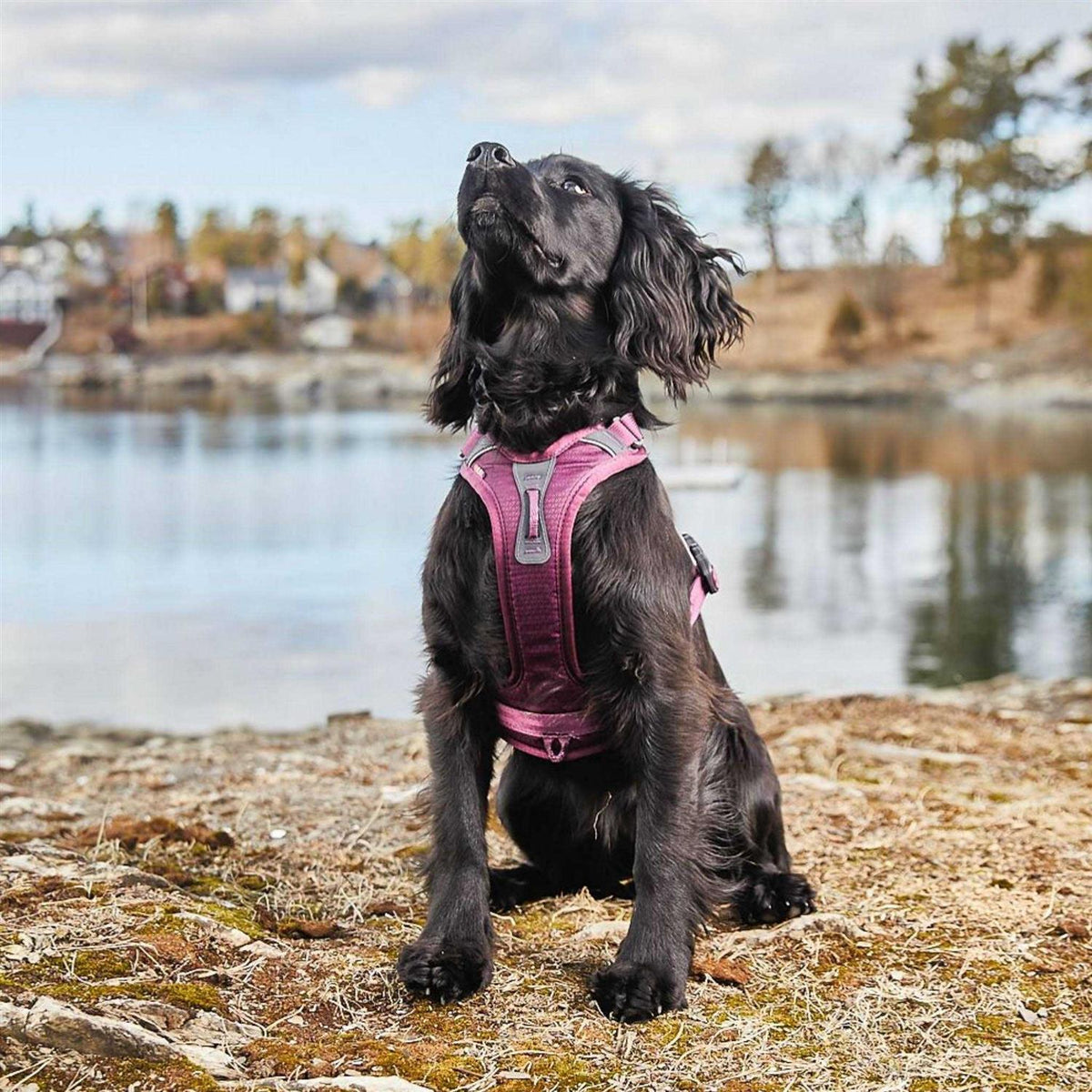 Dog Harness P972600
