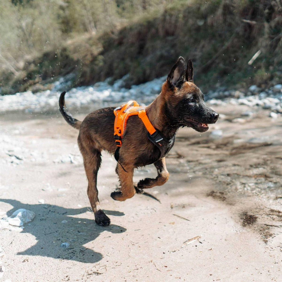 Dog Harness P972600