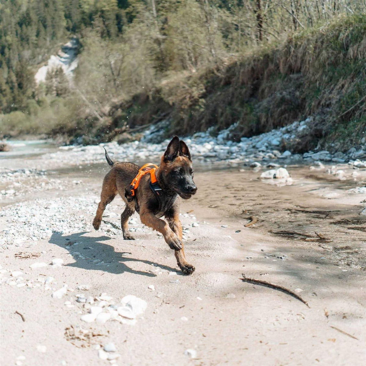 Dog Harness P972600